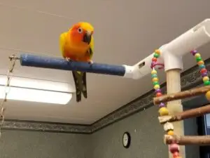 activities_bird_ariel