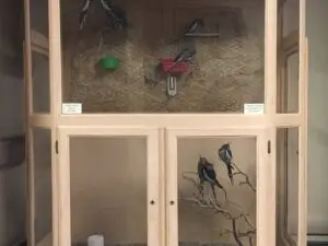 bird_aviary