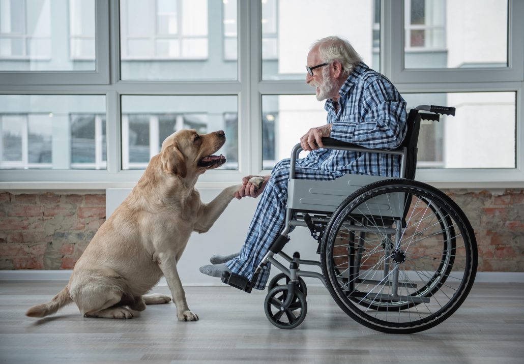 How Pet Therapy Can Benefit Seniors